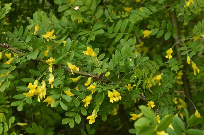 Caragana arborescens