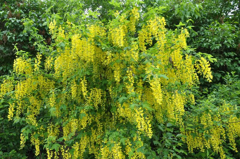 Caragana arborescens