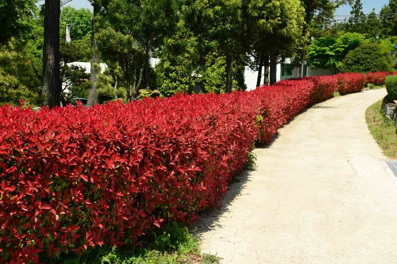 Photinia fraseri 'Robusta Compacta'