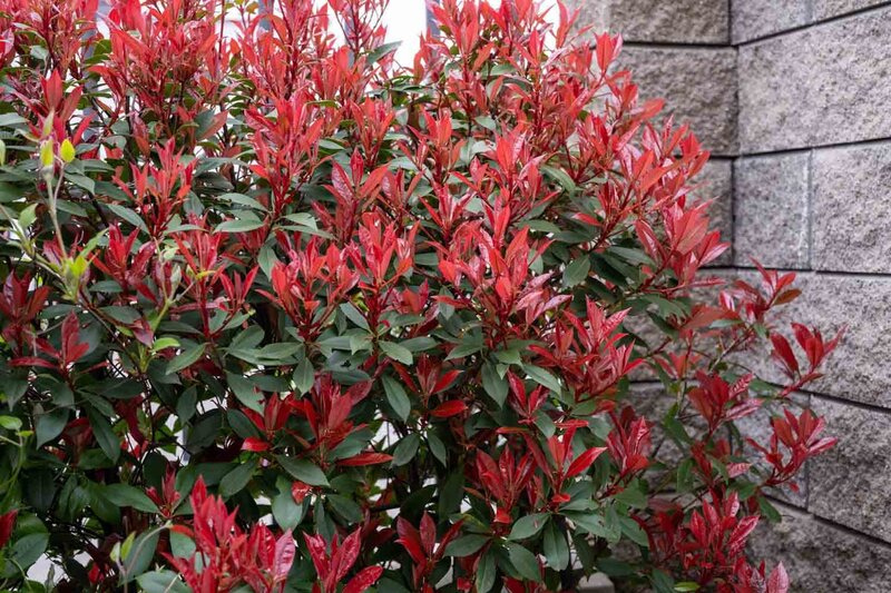 Photinia fraseri 'Robusta Compacta'