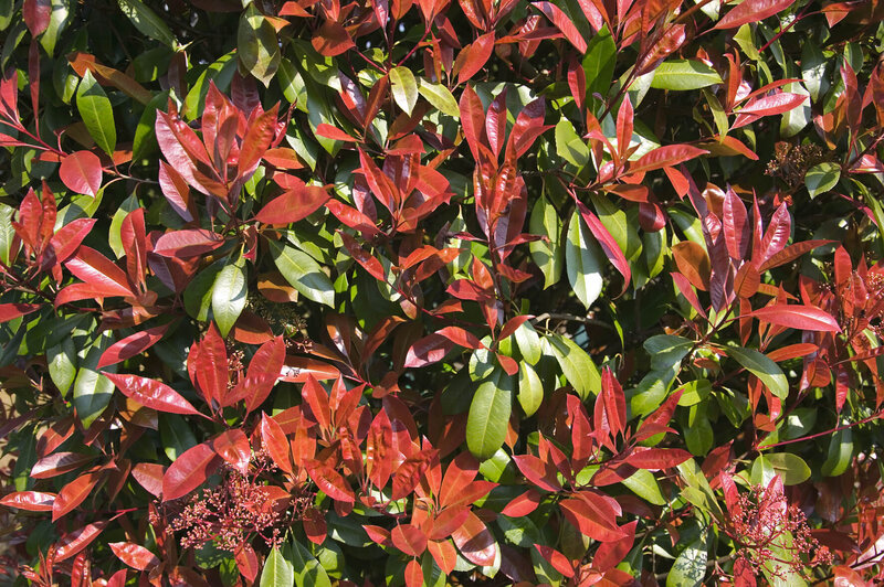 Photinia fraseri 'Robusta Compacta'