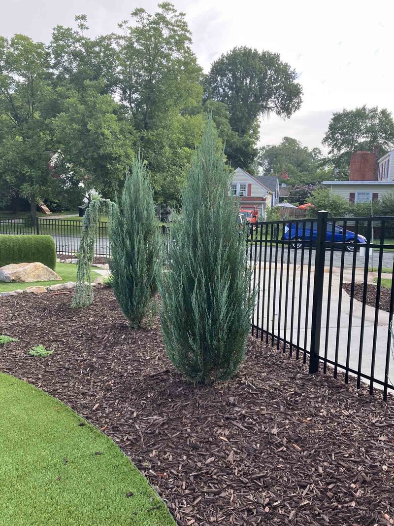 Juniperus scopulorum 'Blue Arrow'