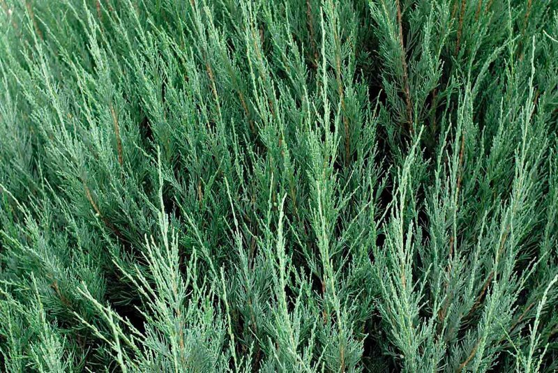 Juniperus scopulorum 'Blue Arrow'