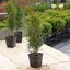Cupressocyparis leylandii