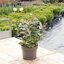 Elaeagnus ebbingei ‚Compacta‘ 