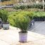Taxus baccata 'Renke' s kleiner Grüner'