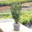Taxus media 'Hillii'
