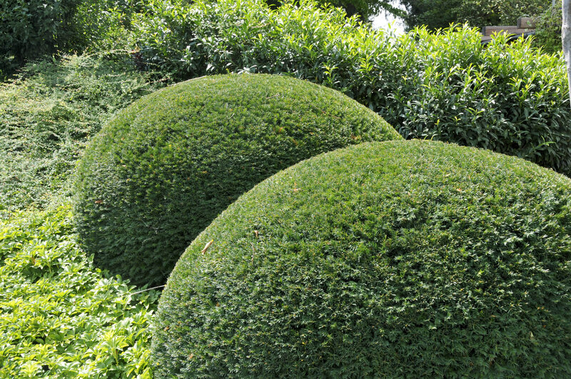 Taxus baccata