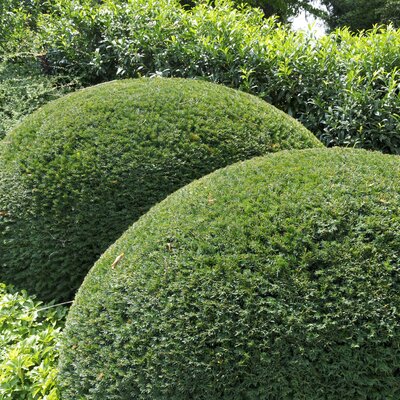 Taxus baccata