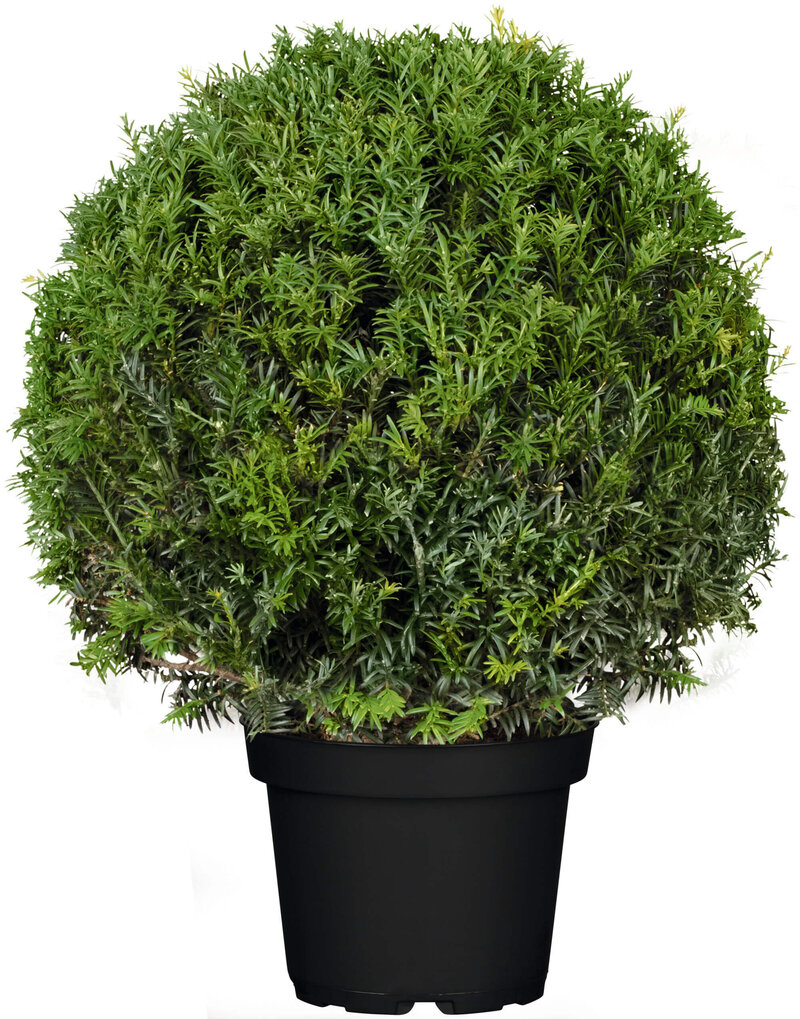 Taxus baccata