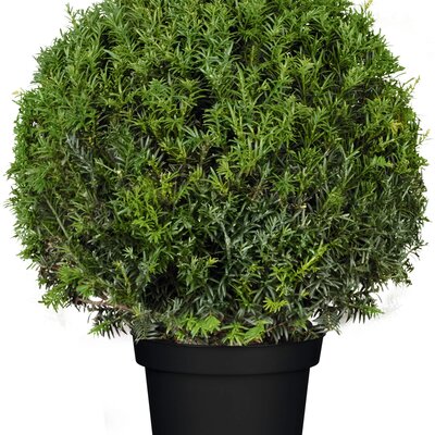 Taxus baccata