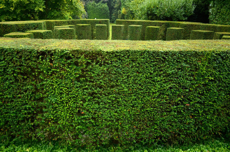 Taxus baccata
