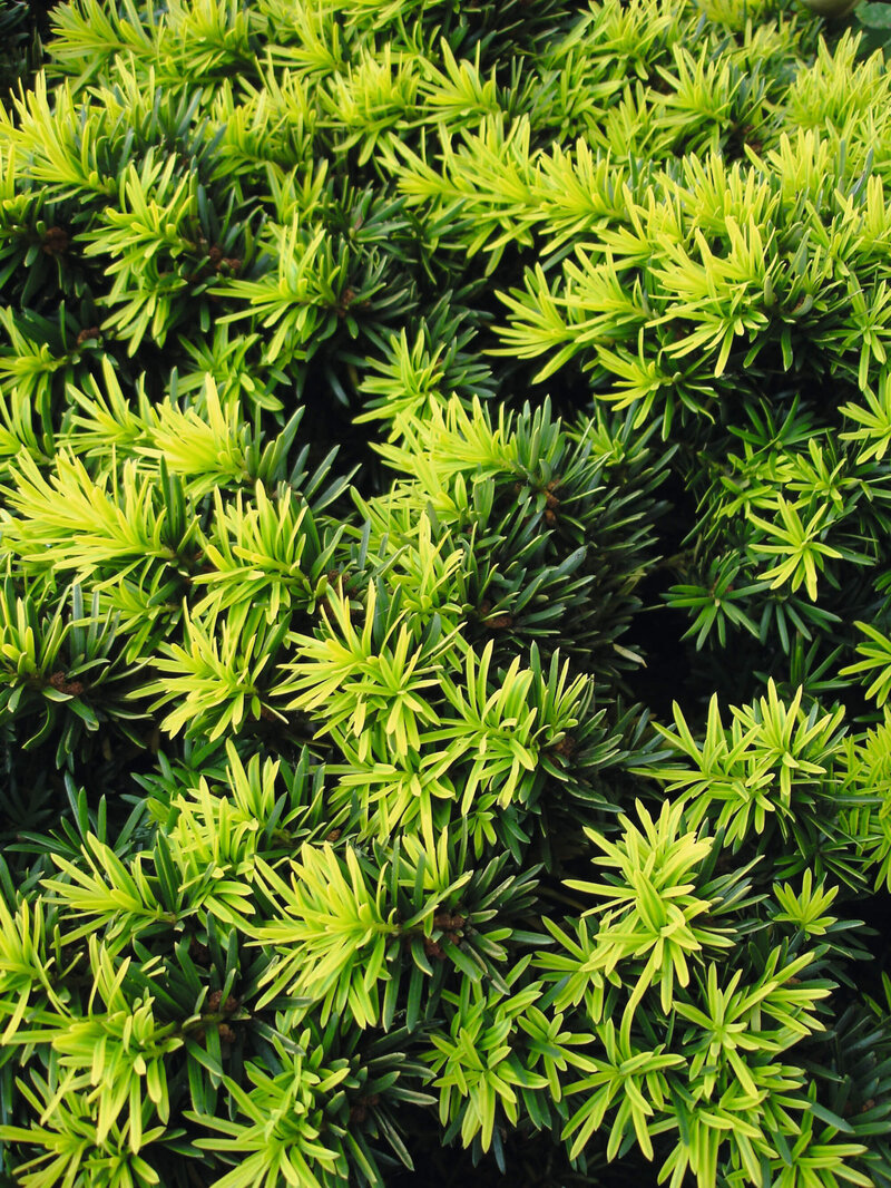 Taxus baccata