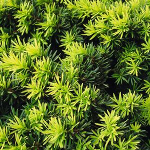 Taxus baccata