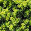 Taxus baccata
