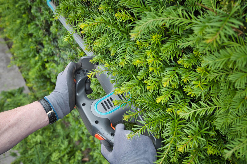 Taxus baccata