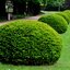 Taxus baccata