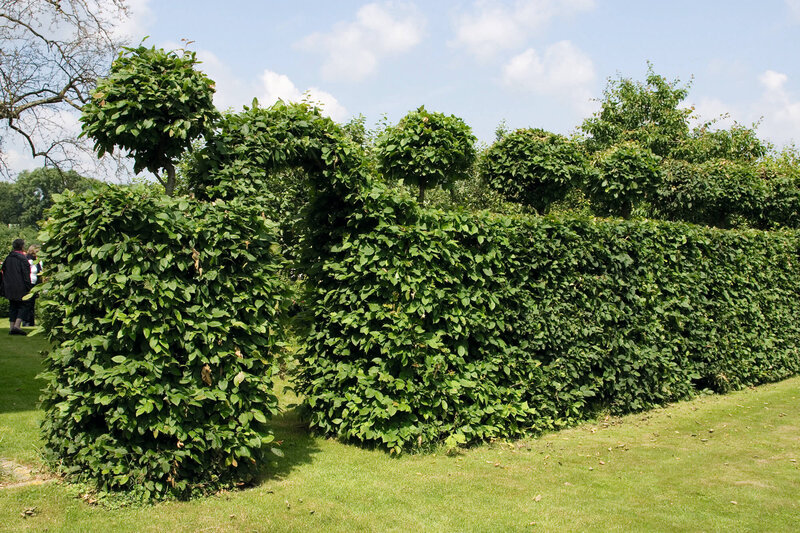Carpinus betulus
