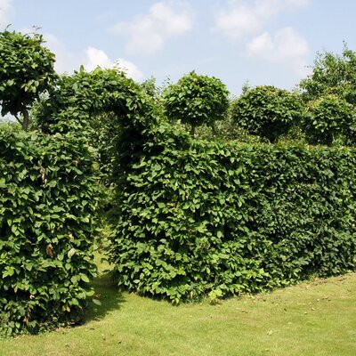 Carpinus betulus