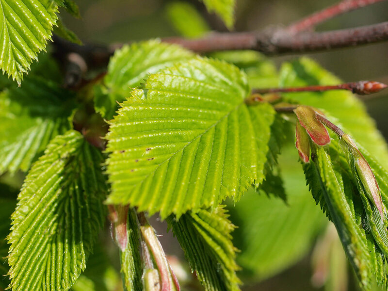 Carpinus betulus