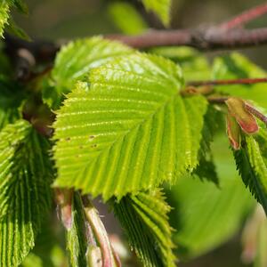 Carpinus betulus