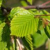 Carpinus betulus