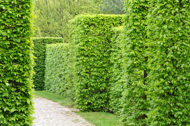 Carpinus betulus