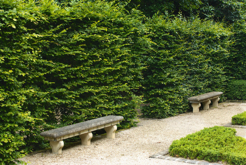 Carpinus betulus
