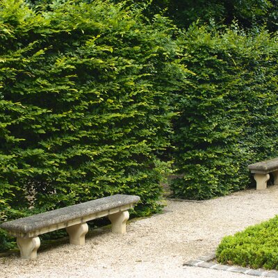 Carpinus betulus