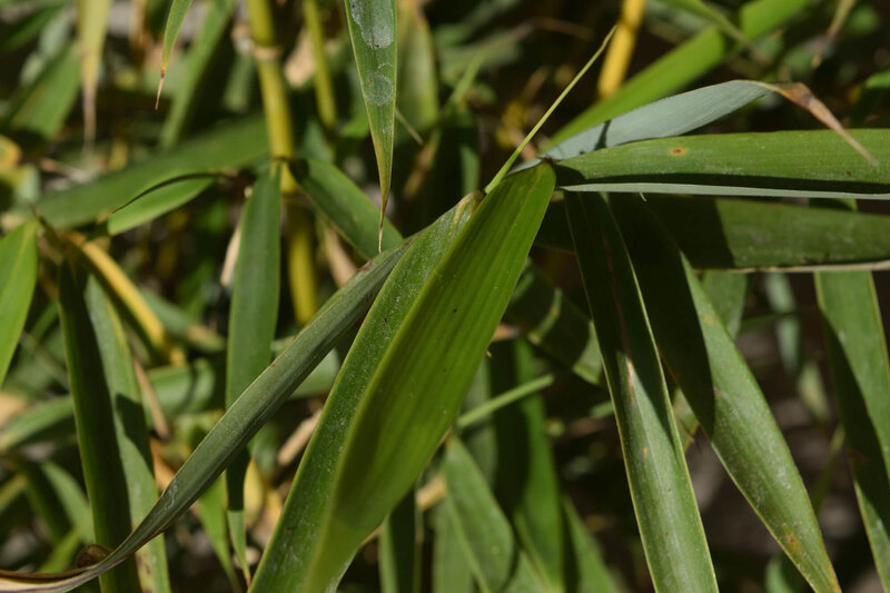 Fargesia rufa