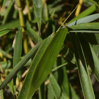 Fargesia rufa