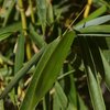 Fargesia rufa
