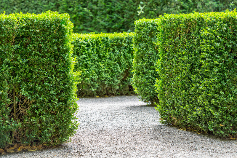 Ligustrum ovalifolium