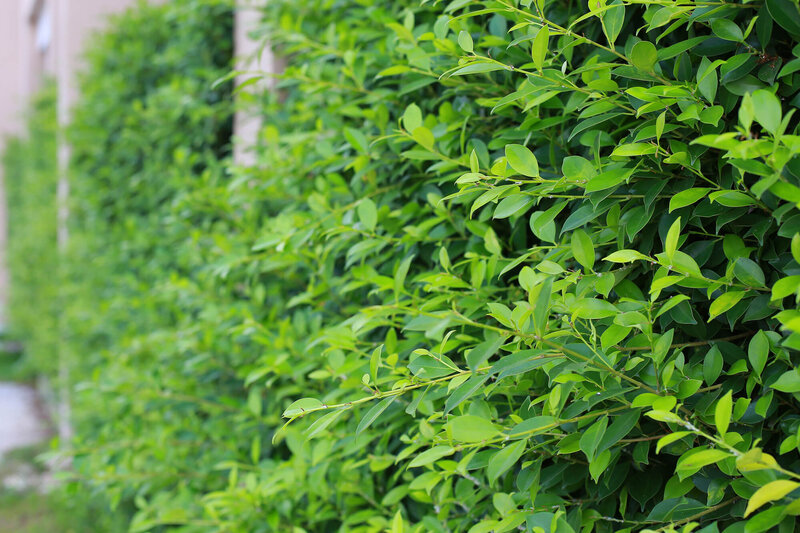 Ligustrum ovalifolium