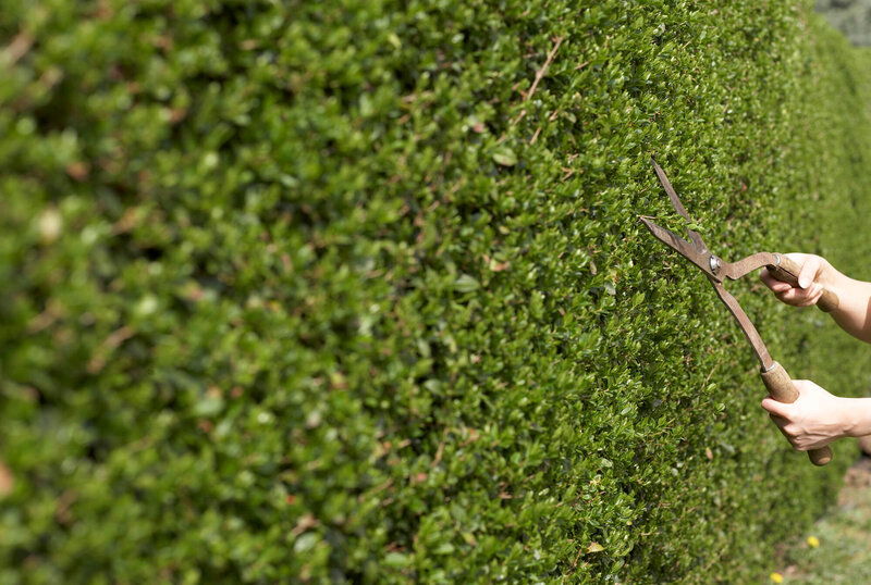 Ligustrum ovalifolium