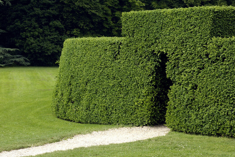 Ligustrum ovalifolium