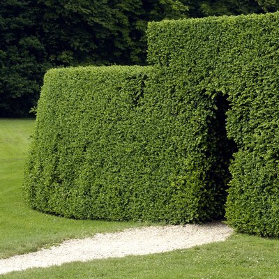 Ligustrum ovalifolium
