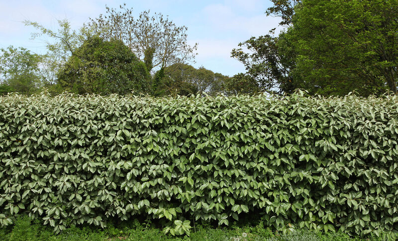 Elaeagnus ebbingei ‚Compacta‘ 