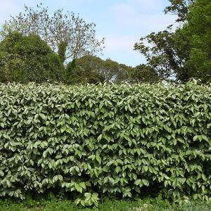 Elaeagnus ebbingei ‚Compacta‘ 