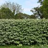 Elaeagnus ebbingei ‚Compacta‘ 