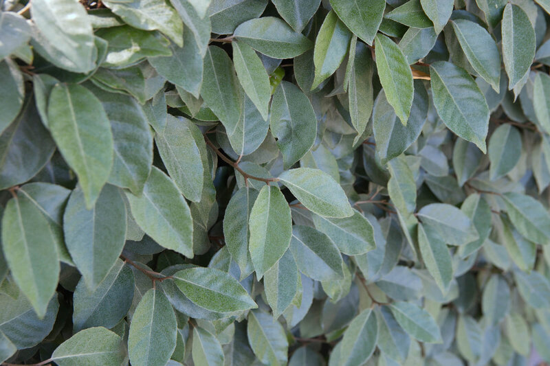 Elaeagnus ebbingei ‚Compacta‘ 