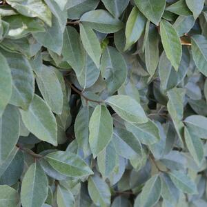 Elaeagnus ebbingei ‚Compacta‘ 