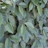 Elaeagnus ebbingei ‚Compacta‘ 