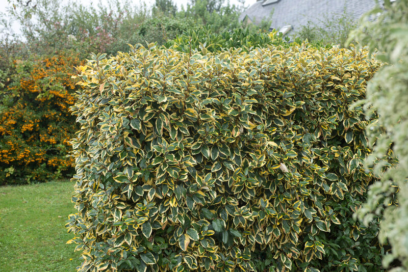 Elaeagnus ebbingei Viveleg