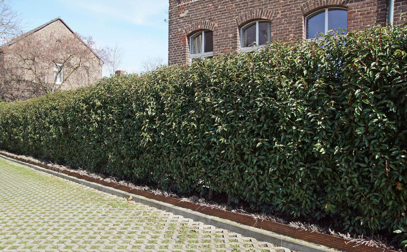Prunus lusitanica Angustifolia