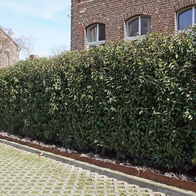 Prunus lusitanica Angustifolia
