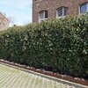 Prunus lusitanica Angustifolia