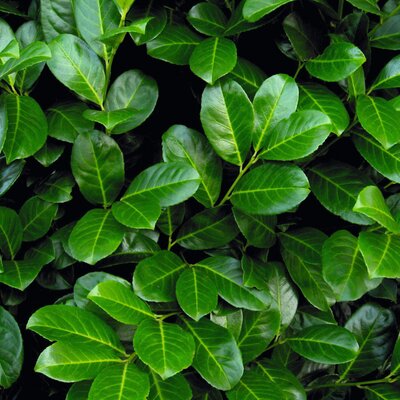Prunus laurocerasus Novita