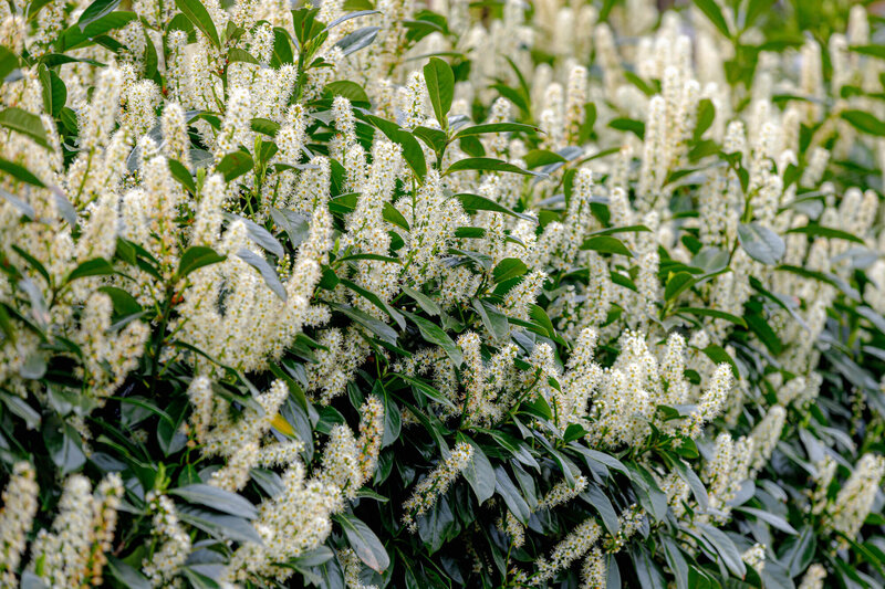 Prunus laurocerasus Genolia Mariblon