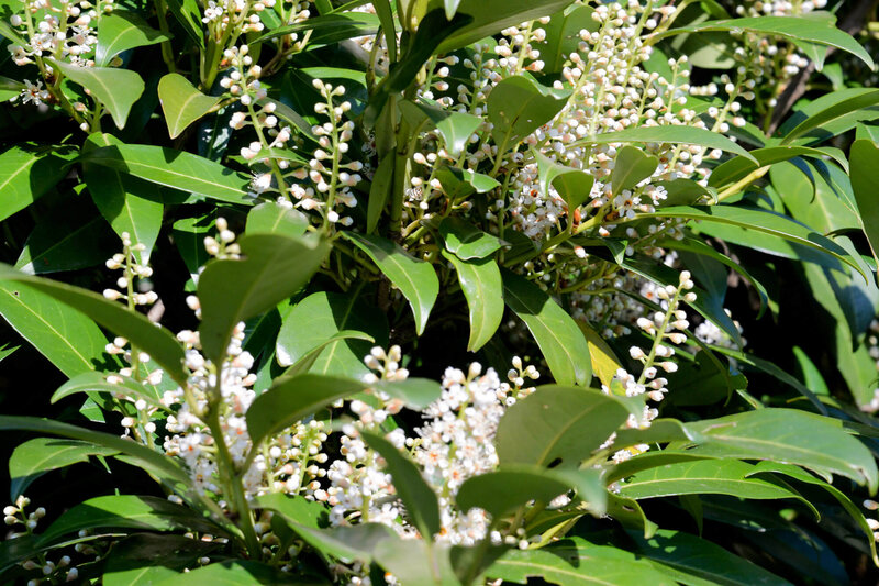 Prunus laurocerasus Genolia Mariblon
